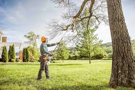 Best Palm Tree Trimming  in Romeovle, IL