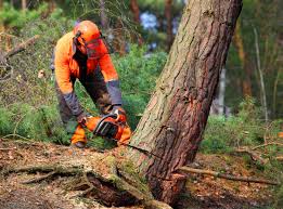 Best Arborist Consultation Services  in Romeovle, IL