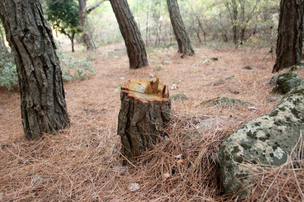 How Our Tree Care Process Works  in  Romeoville, IL