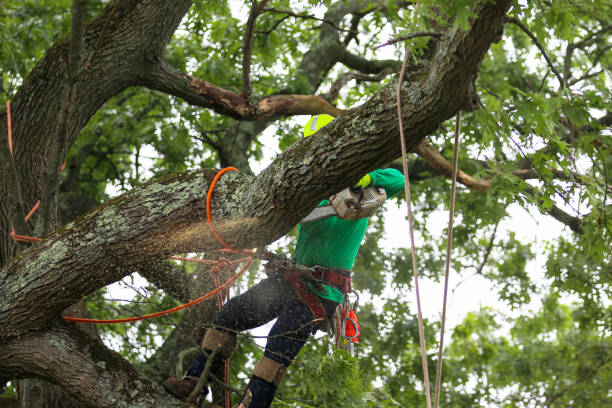 Professional Tree Services in Romeoville, IL