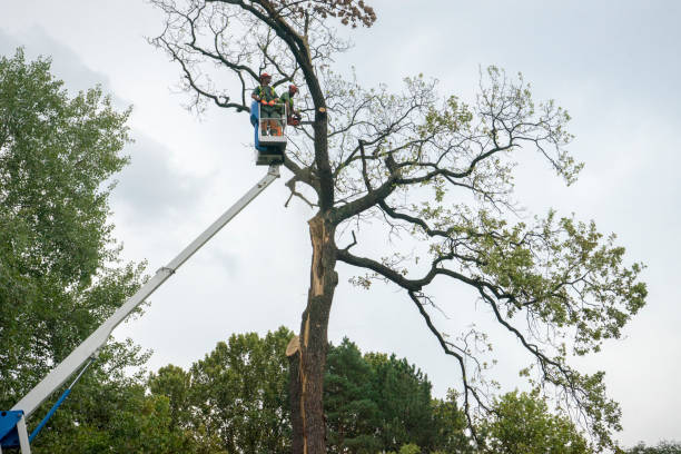 Best Hazardous Tree Removal  in Romeovle, IL