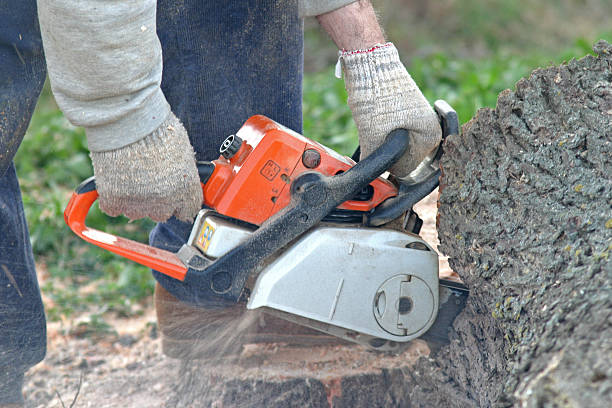 Best Emergency Tree Removal  in Romeovle, IL