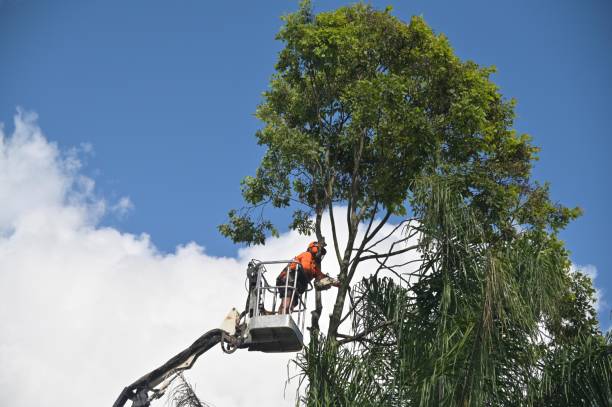 Best Tree Removal  in Romeovle, IL