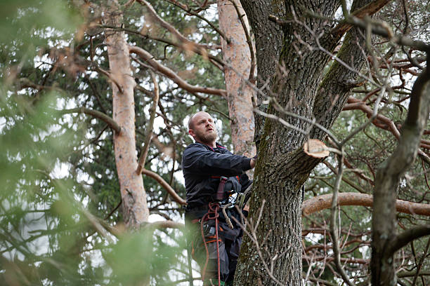 Best Commercial Tree Services  in Romeovle, IL