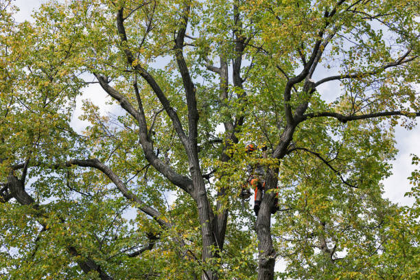 Best Tree Risk Assessment  in Romeovle, IL